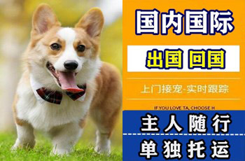 和平区宠物托运公司和平区宠物托运公司和平区宠物托运公司
